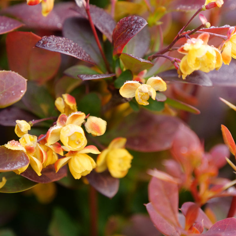 Sunjoy Todo Sunjoy Todo Barberry up close.