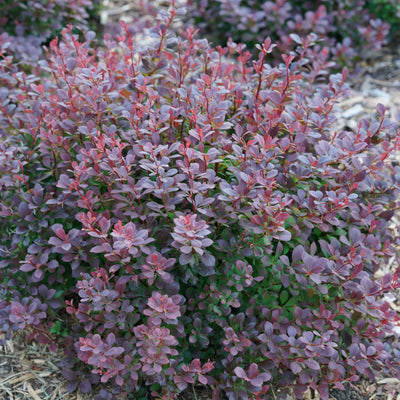 Sunjoy Todo Barberry up close.