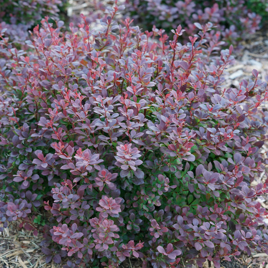 Sunjoy® Todo Barberry (Berberis x)