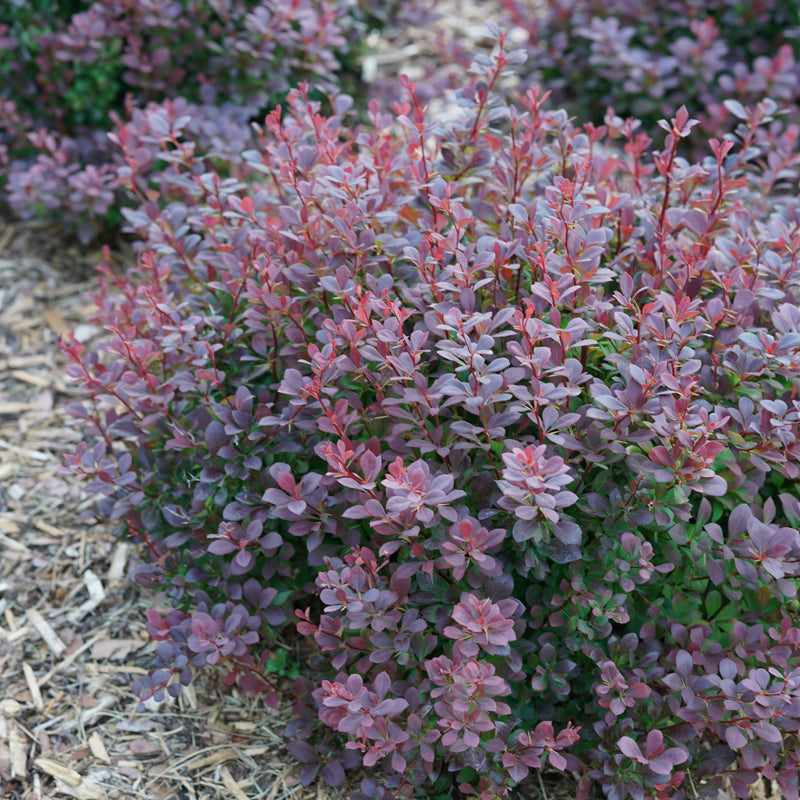 Sunjoy Todo Barberry in focus.