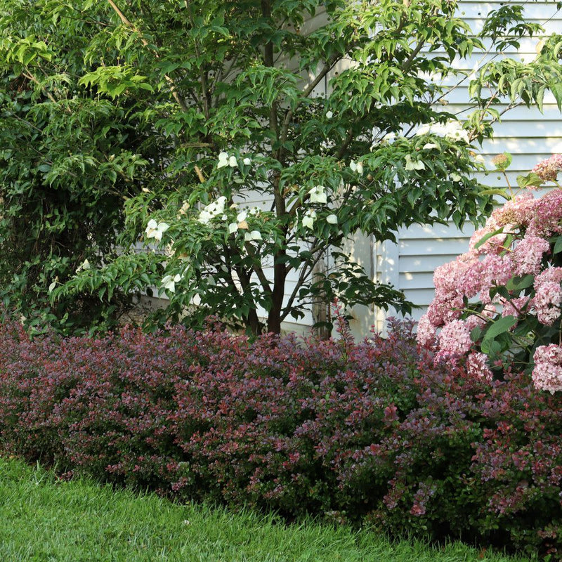 Sunjoy® Todo Barberry (Berberis x)