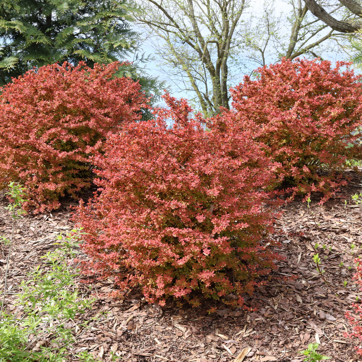 Barberry | Sunjoy Fast Neo® | Proven Winners® Shrubs – Proven