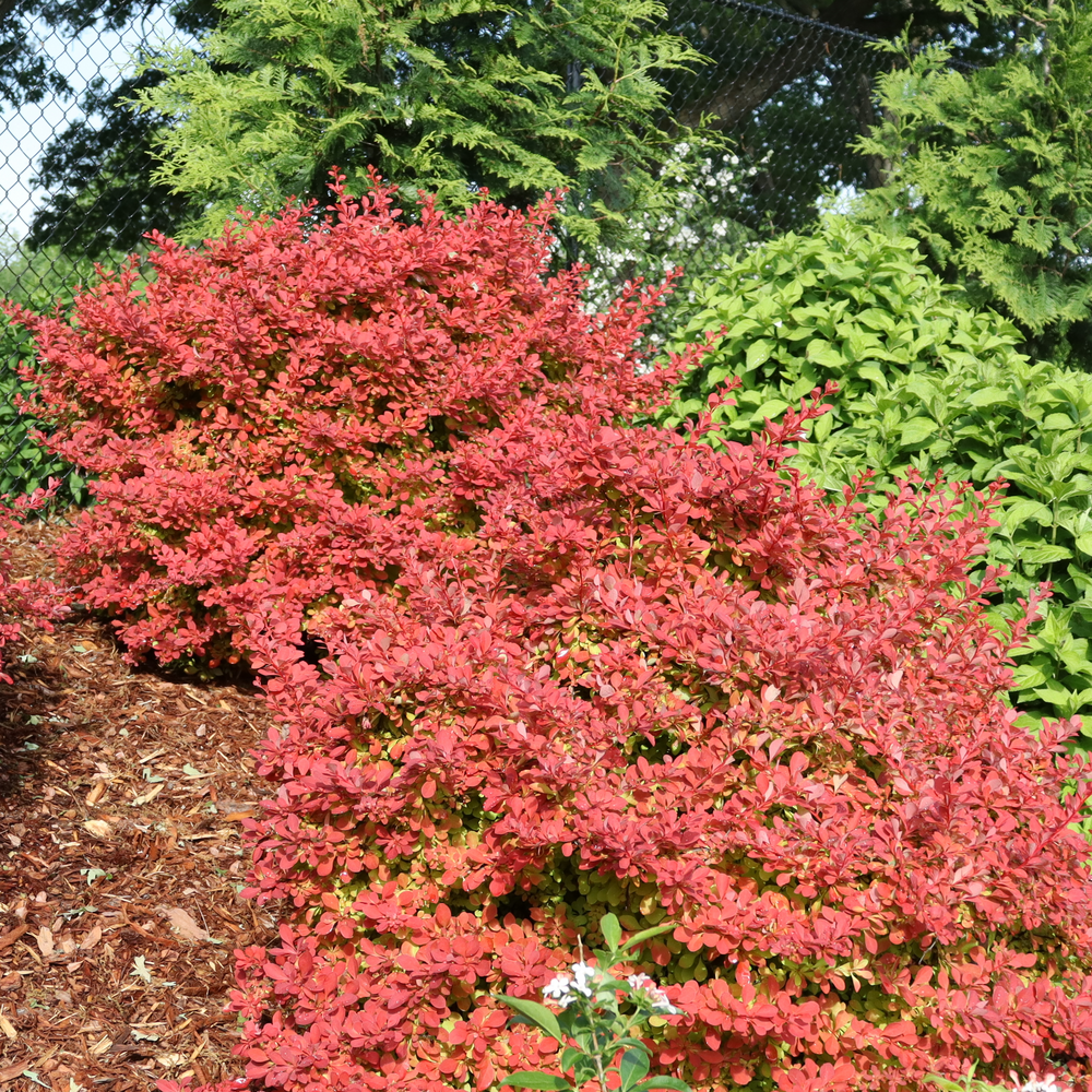 Barberry | Sunjoy Fast Neo™ | Proven Winners® Shrubs – Proven