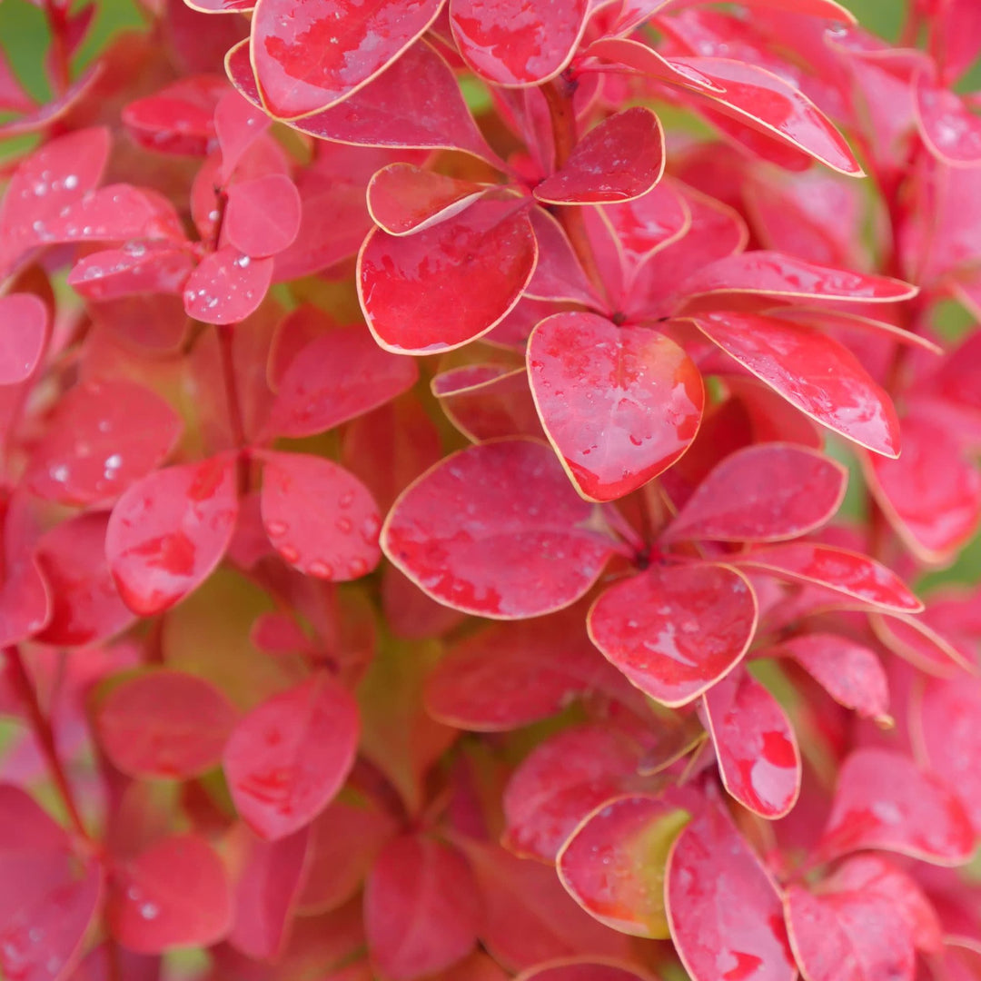 Sunjoy Orange Pillar® Barberry (Berberis thunbergii)