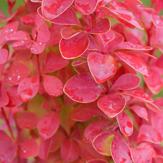 Sunjoy Orange Pillar® Barberry (Berberis thunbergii)