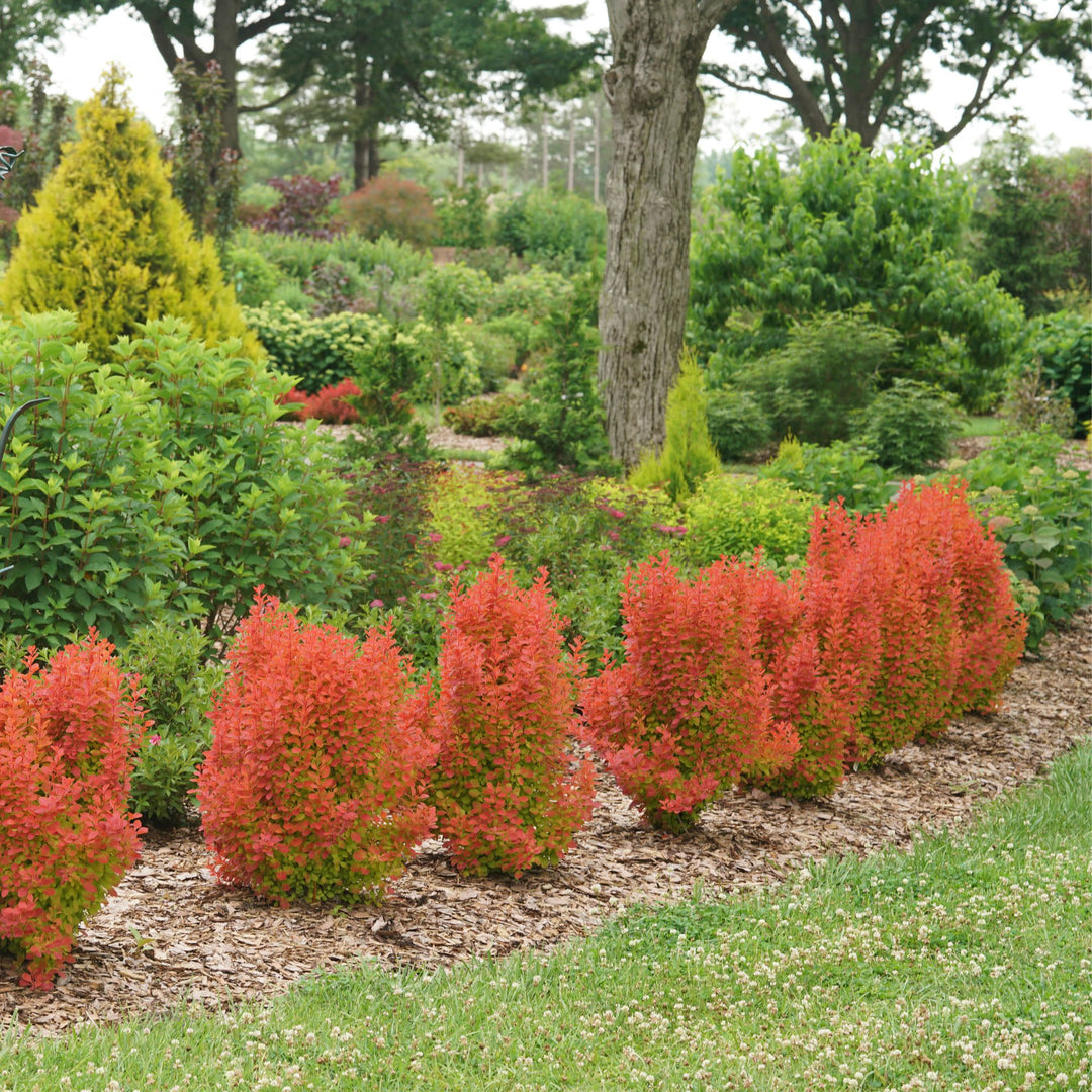 Barberry | Sunjoy Orange Pillar® | Proven Winners® Shrubs – Proven