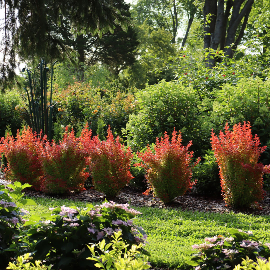 Sunjoy Orange Pillar® Barberry (Berberis thunbergii)