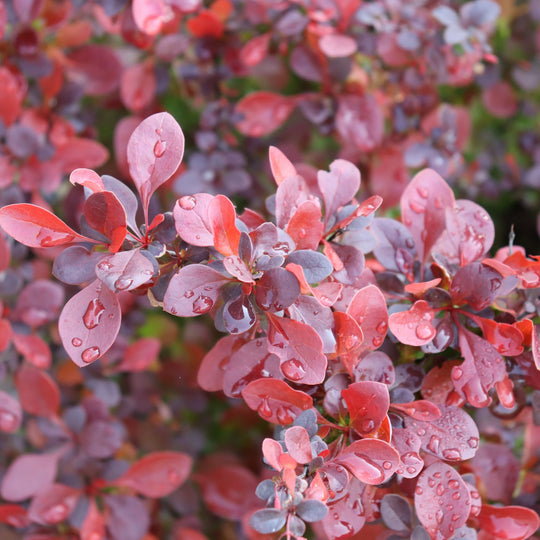 Sunjoy Really Red® Barberry (Berberis thunbergii)