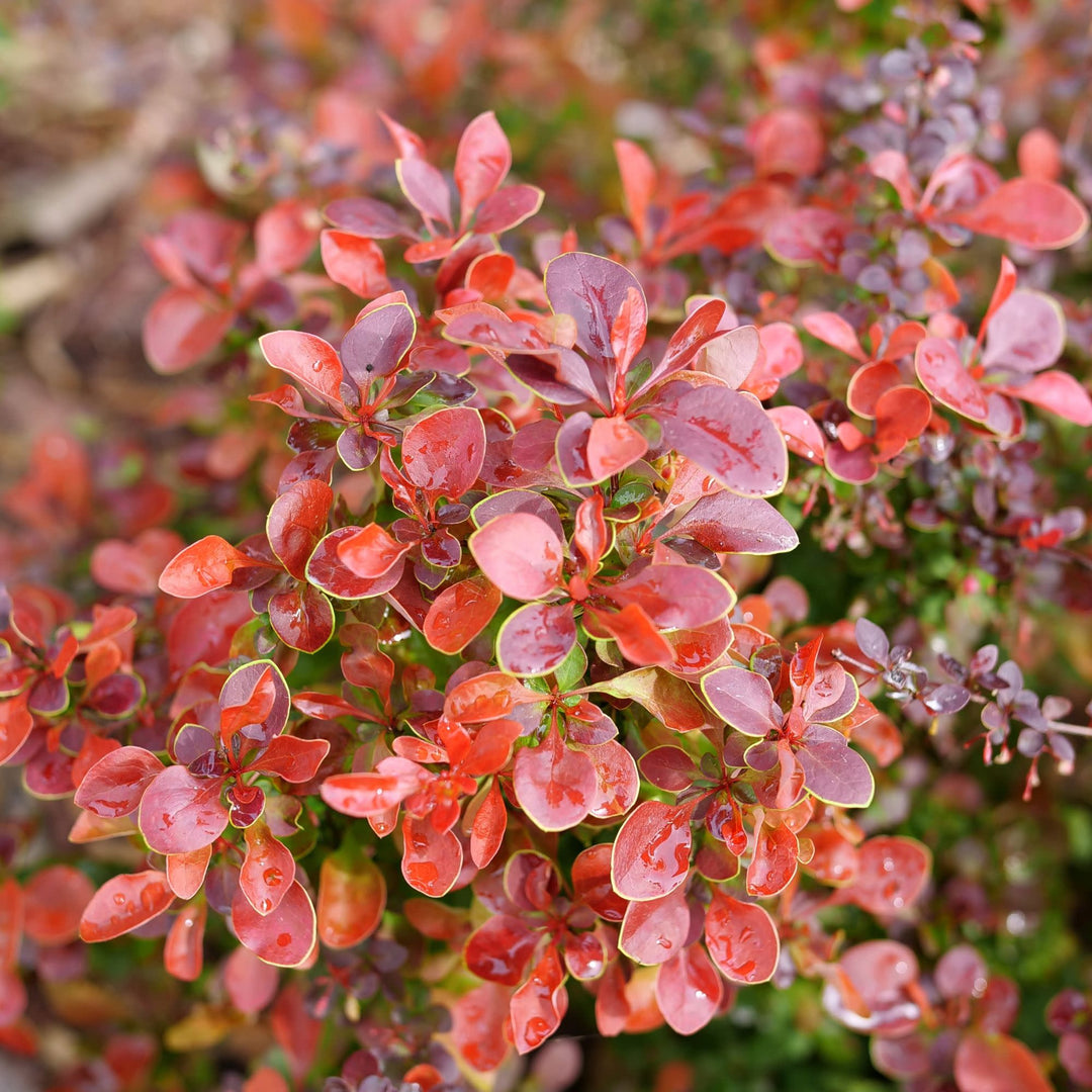 berberis plant Barberry | Sunjoy Really Red®