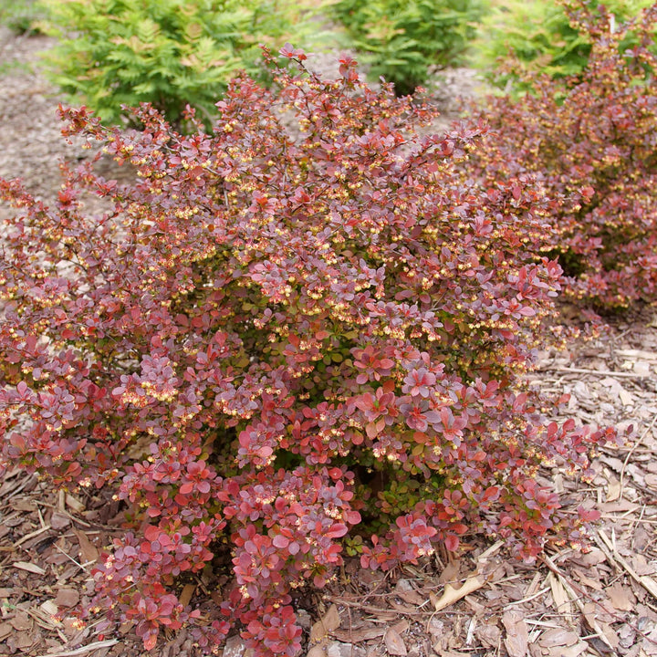 Sunjoy Really Red® Barberry (Berberis thunbergii)