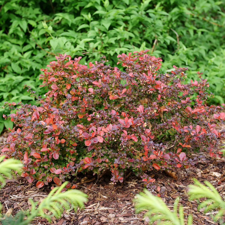 Sunjoy Really Red® Barberry (Berberis thunbergii)