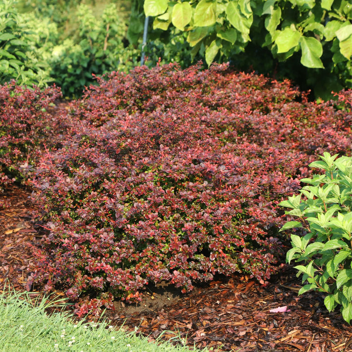 Sunjoy Really Red® Barberry (Berberis thunbergii)