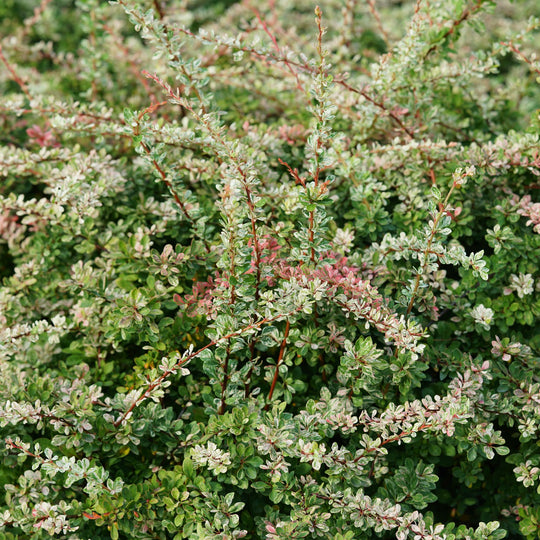 Sunjoy Sequins® Barberry (Berberis thunbergii)