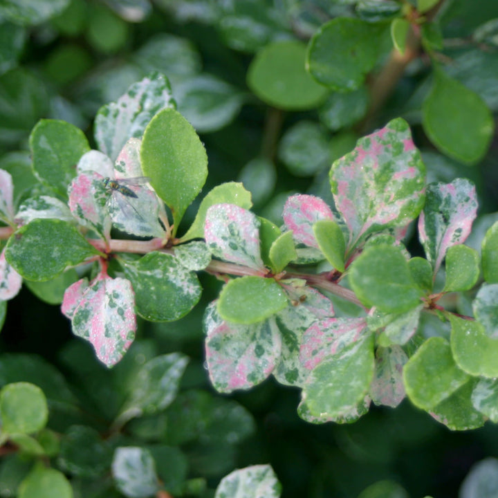 Barberry | Sunjoy Sequins® | Proven Winners® Shrubs – Proven