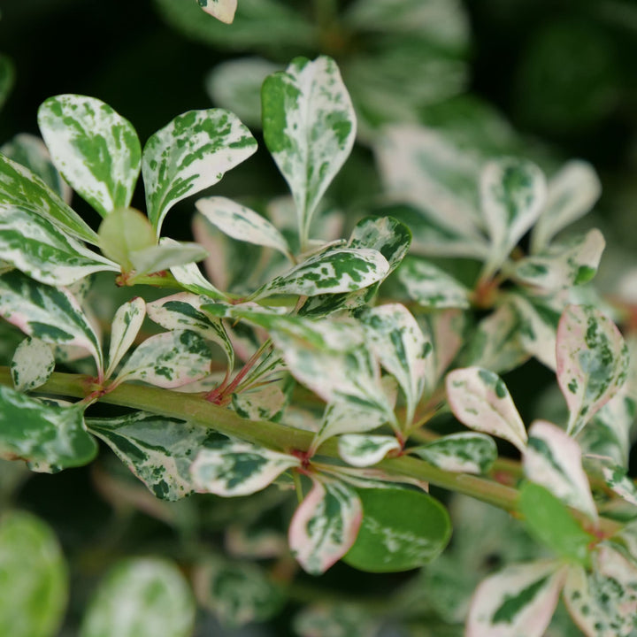 Sunjoy Sequins® Barberry (Berberis thunbergii)