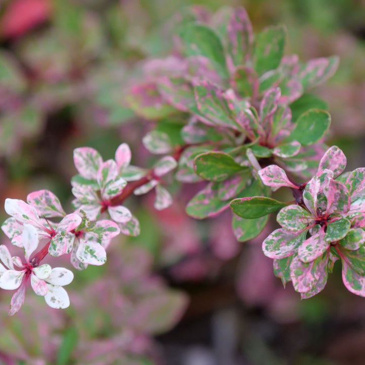 Sunjoy Sequins® Barberry (Berberis thunbergii)