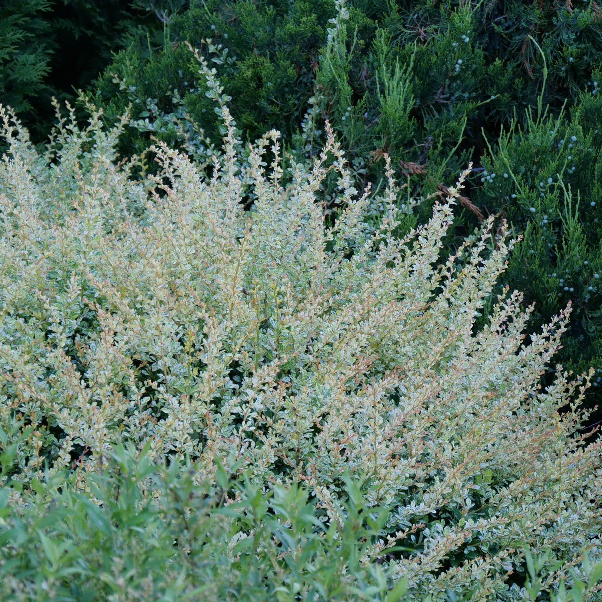Barberry | Sunjoy Sequins® | Proven Winners® Shrubs – Proven