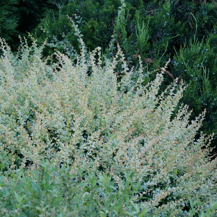Sunjoy Sequins® Barberry (Berberis thunbergii)