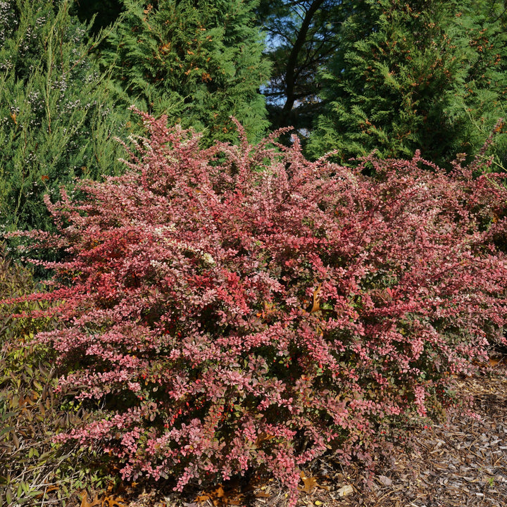 Sunjoy Sequins® Barberry (Berberis thunbergii)