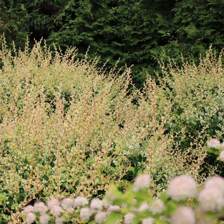 Sunjoy Sequins® Barberry (Berberis thunbergii)