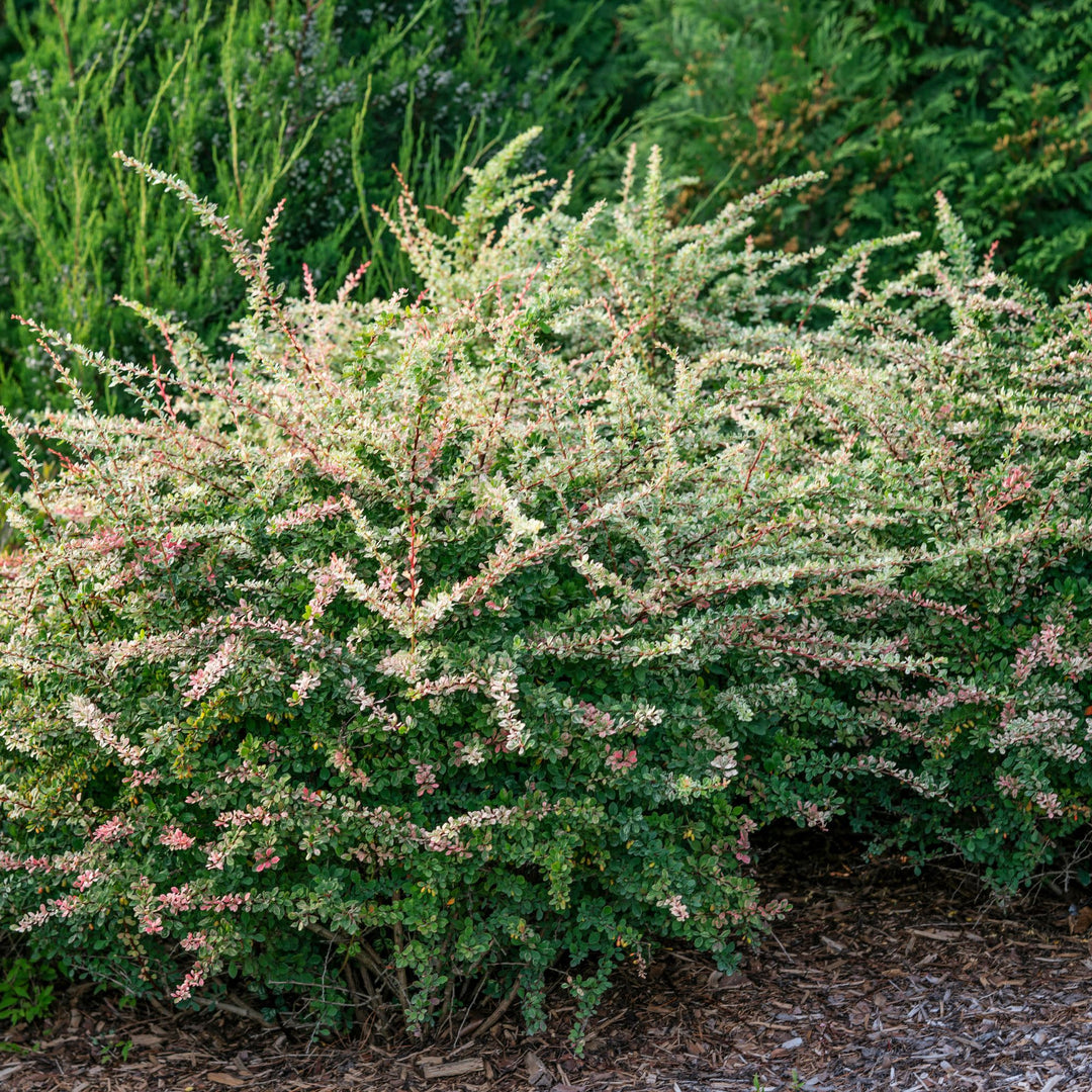 Sunjoy Sequins® Barberry (Berberis thunbergii)