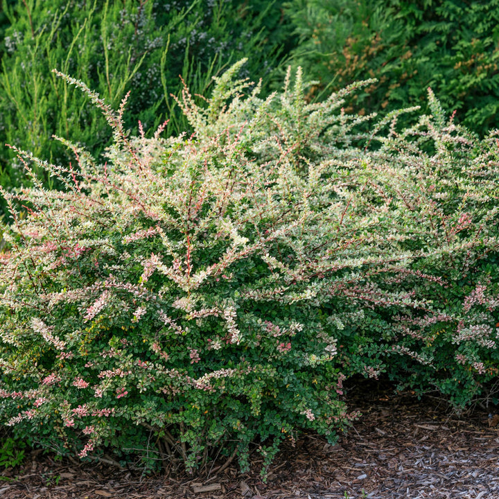 Sunjoy Sequins® Barberry (Berberis thunbergii)