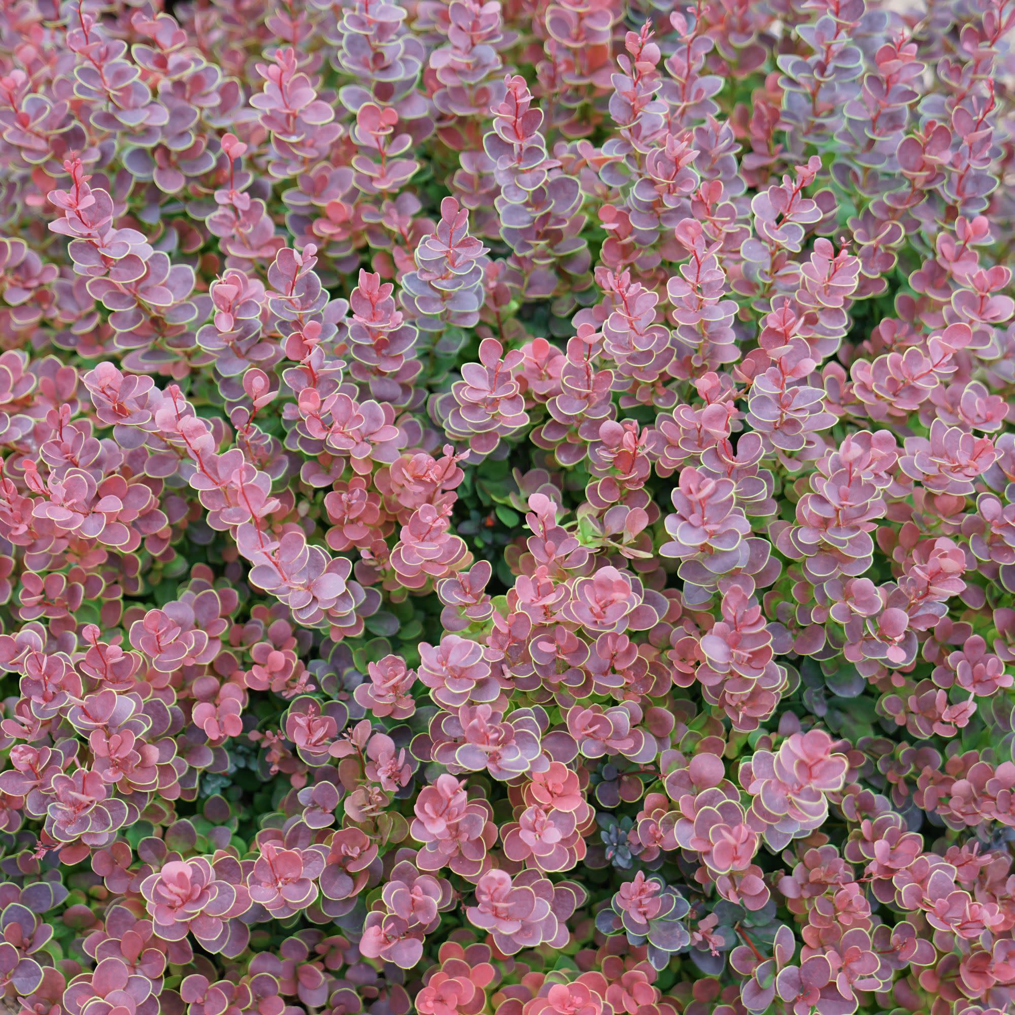 Barberry | Sunjoy Mini Maroon® | Proven Winners® Shrubs – Proven