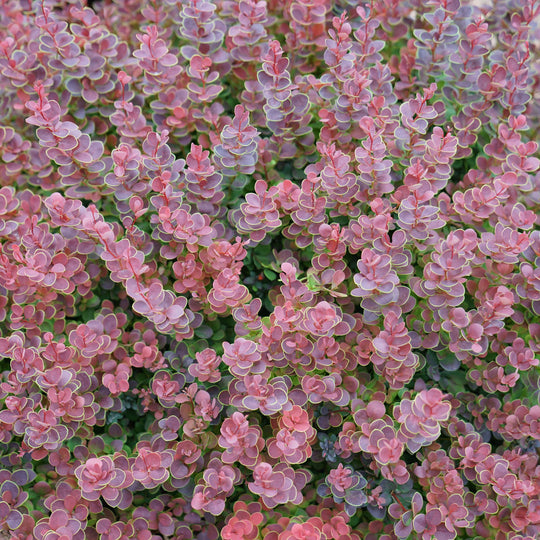Sunjoy Mini Maroon® Barberry (Berberis thunbergii)