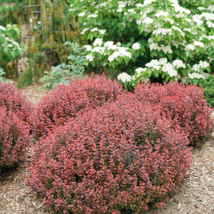 Barberry | Sunjoy Mini Maroon®