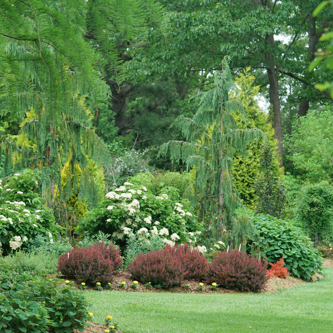 Barberry | Sunjoy Mini Maroon® | Proven Winners® Shrubs – Proven