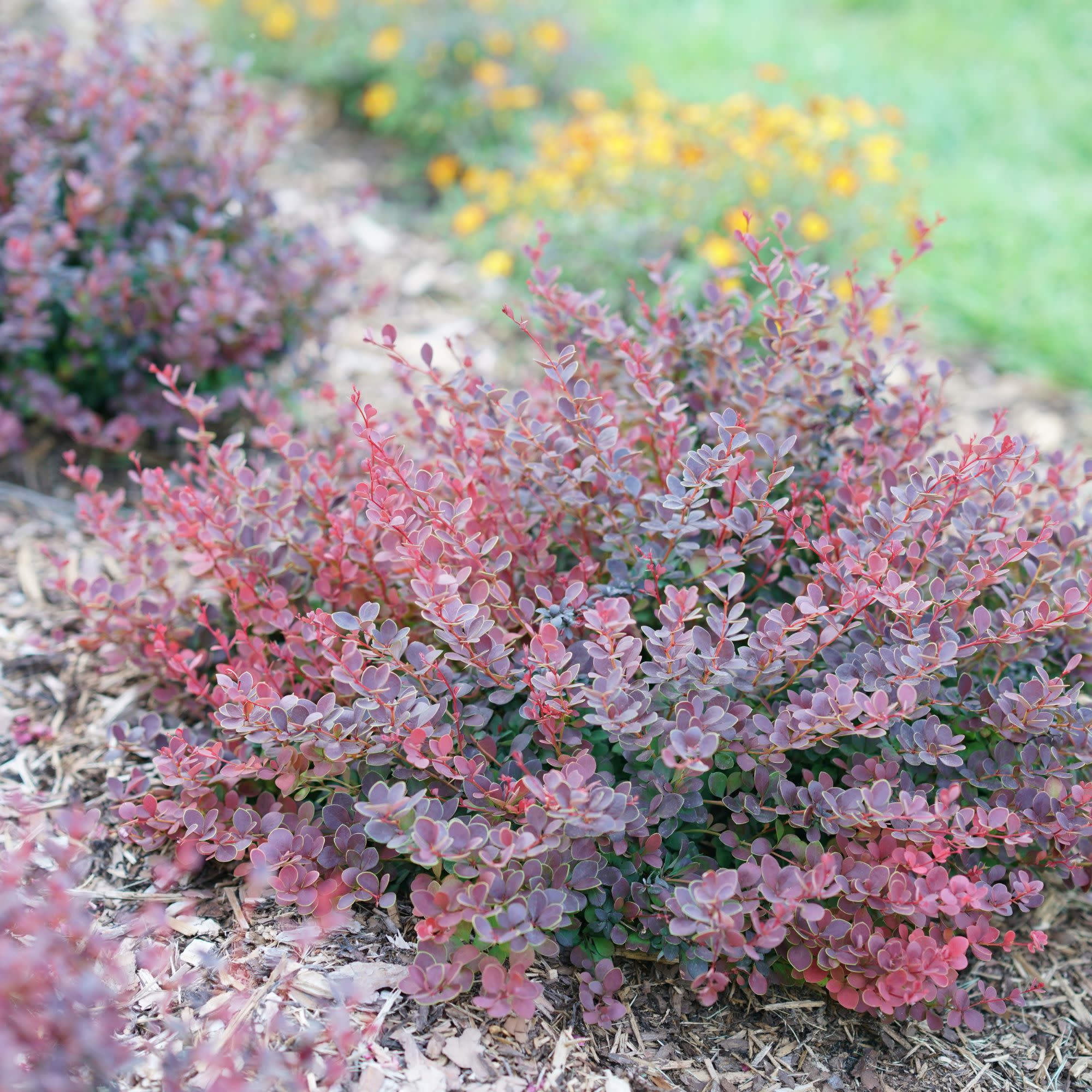 ♠︎③ 裏 ミニ起毛 ニットソー 霧降り sm2 サンバレー ソウルベリー 好き Barberry | Sunjoy Mini Maroon® | Proven Winners® Shrubs – Proven