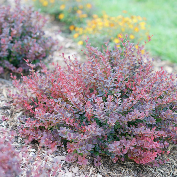 Sunjoy Mini Maroon® Barberry (Berberis thunbergii)