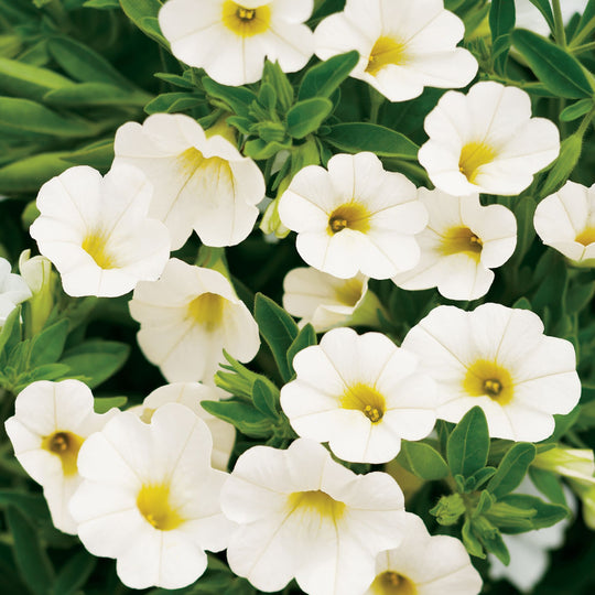 Superbells® White Calibrachoa