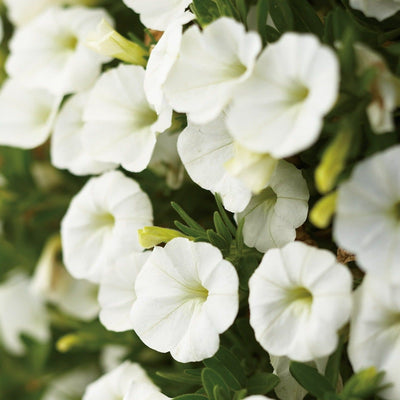 Superbells White Calibrachoa up close.