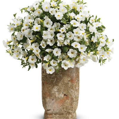 Superbells® White Calibrachoa (Calibrachoa hybrid)