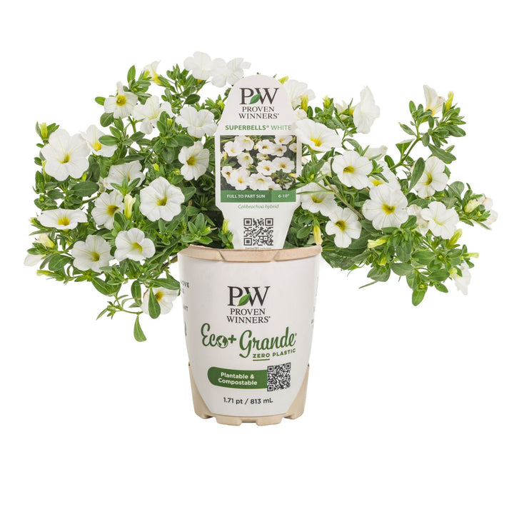 Calibrachoa | Superbells® White | Proven Winners® Annuals – Proven