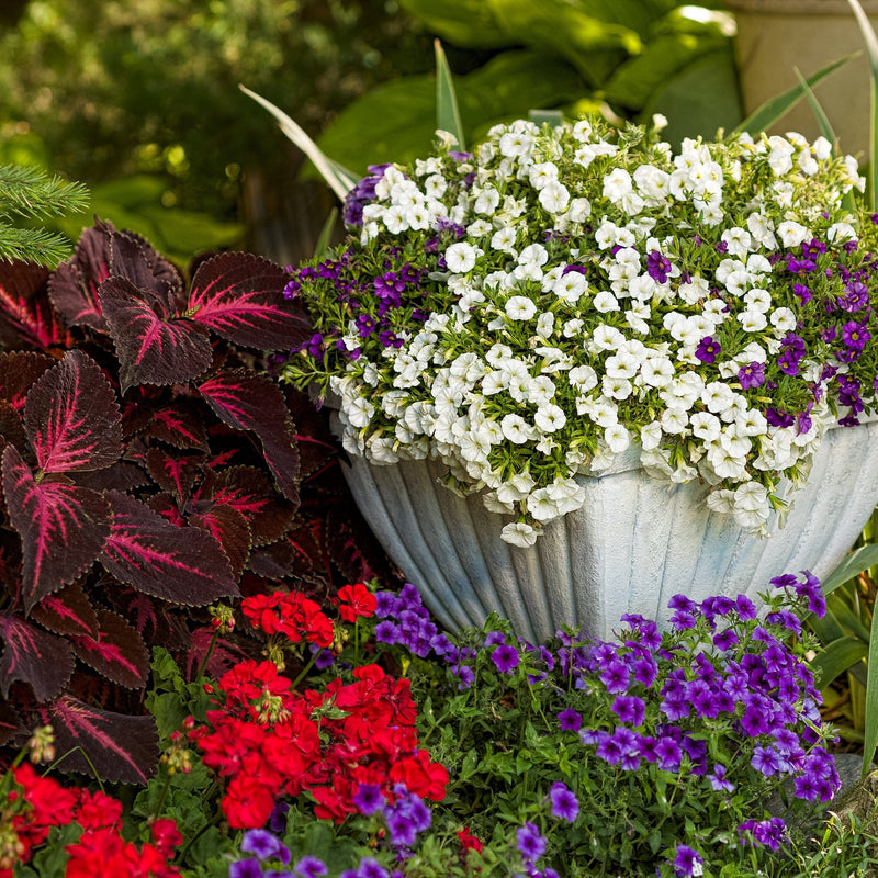 Superbells White Calibrachoa in use.