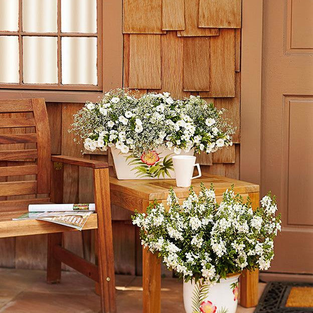 Calibrachoa | Superbells® White | Proven Winners® Annuals – Proven
