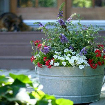 Superbells White Calibrachoa in use.