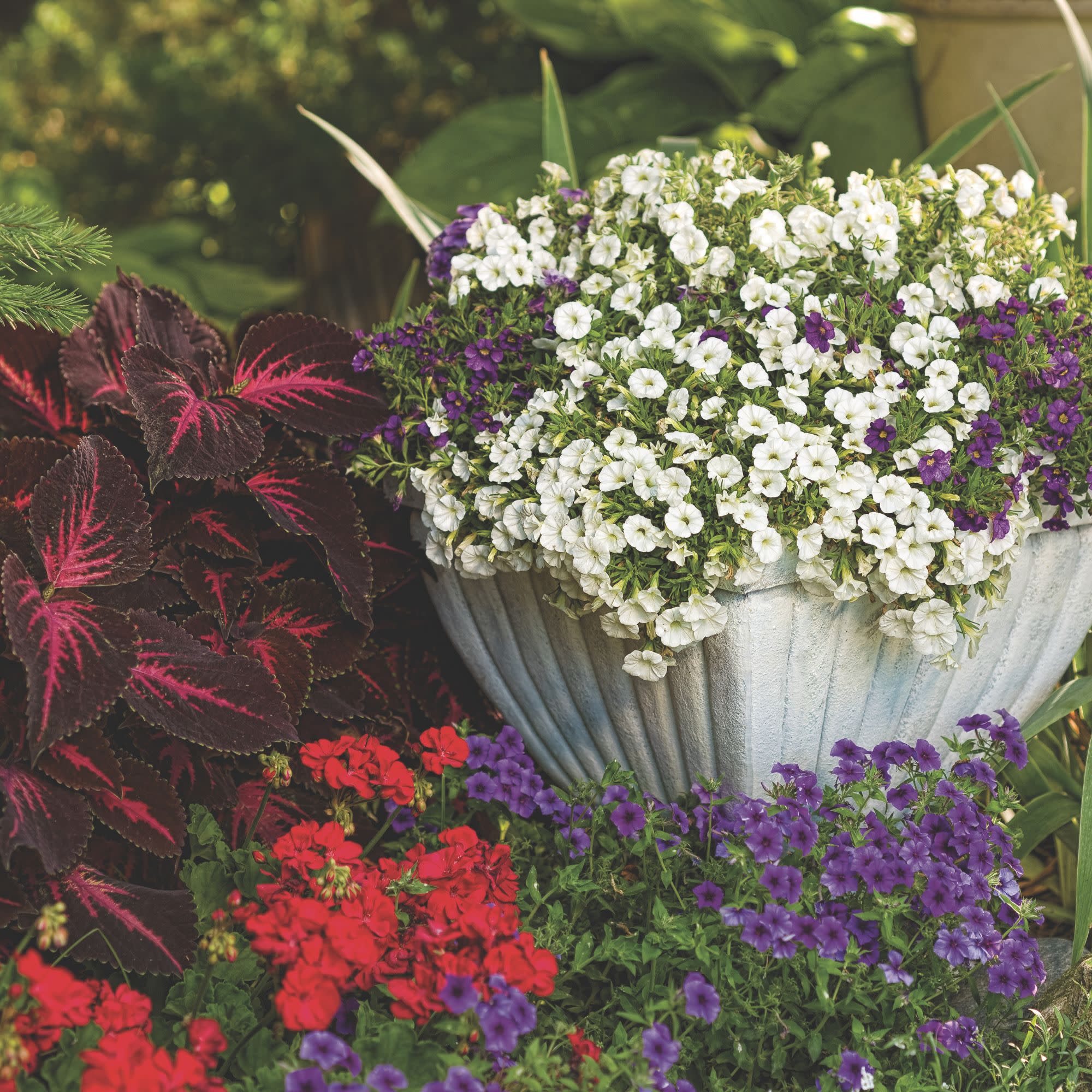 Calibrachoa | Superbells® White | Proven Winners® Annuals – Proven
