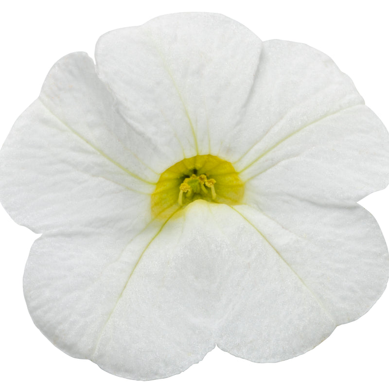 Superbells® White Calibrachoa (Calibrachoa hybrid)