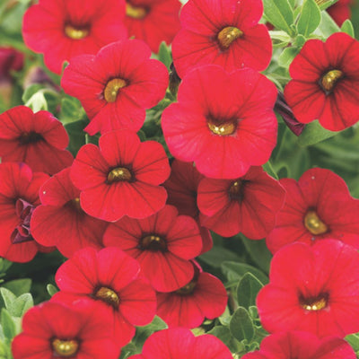 Superbells® Red Calibrachoa (Calibrachoa hybrid)