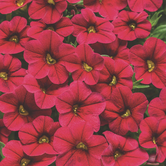 Superbells® Red Calibrachoa