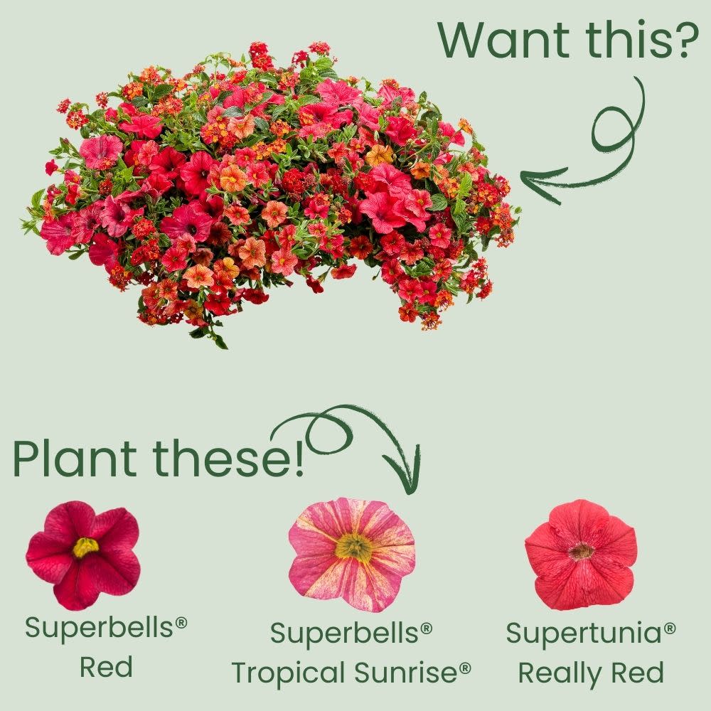 Calibrachoa | Superbells® Red | Proven Winners® Annuals – Proven