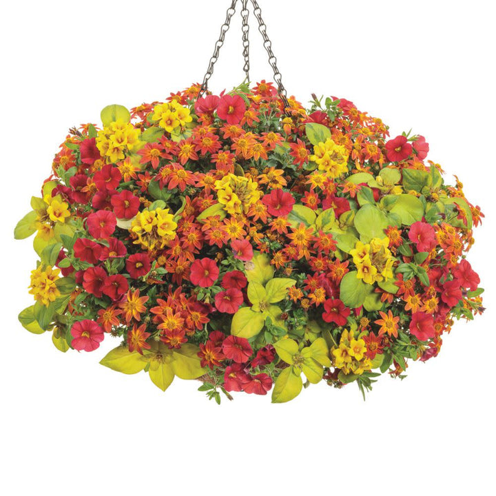 Superbells® Red Calibrachoa