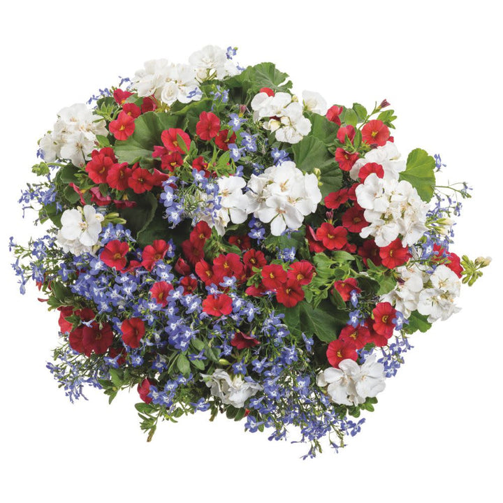 Superbells® Red Calibrachoa