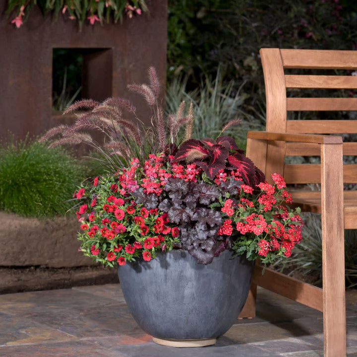 Superbells® Red Calibrachoa