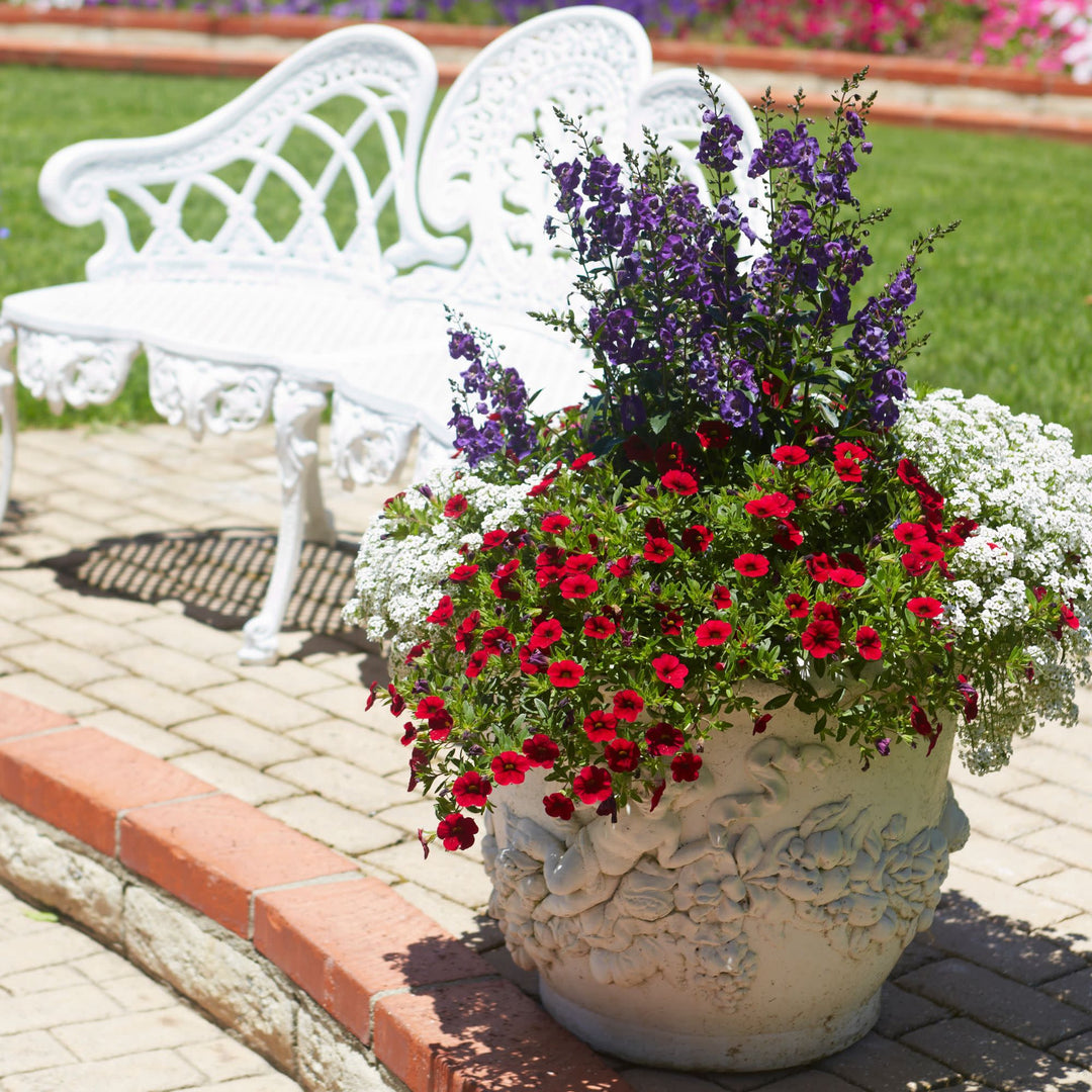 Calibrachoa | Superbells® Red | Proven Winners® Annuals – Proven