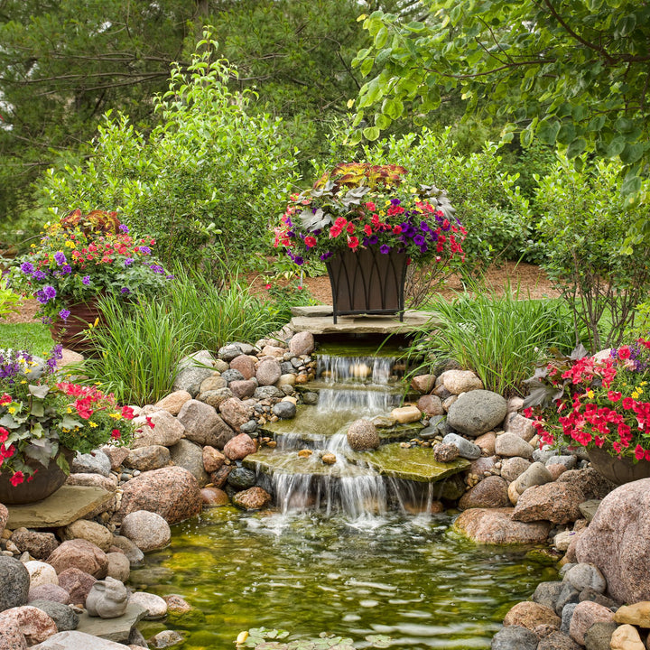 Superbells® Red Calibrachoa