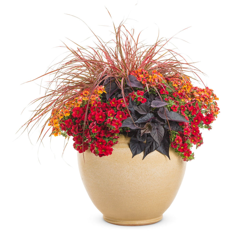 Superbells® Red Calibrachoa